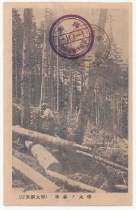 Сахалин. Лес на Сахалине. Японская открытка. Сахалин( Карафуто). 30-е годы..  ― Сибирскiй коллекцiонеръ
